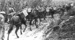 Transport skrzynek z amunicją na mułach do pozycji wyjściowych w górach.